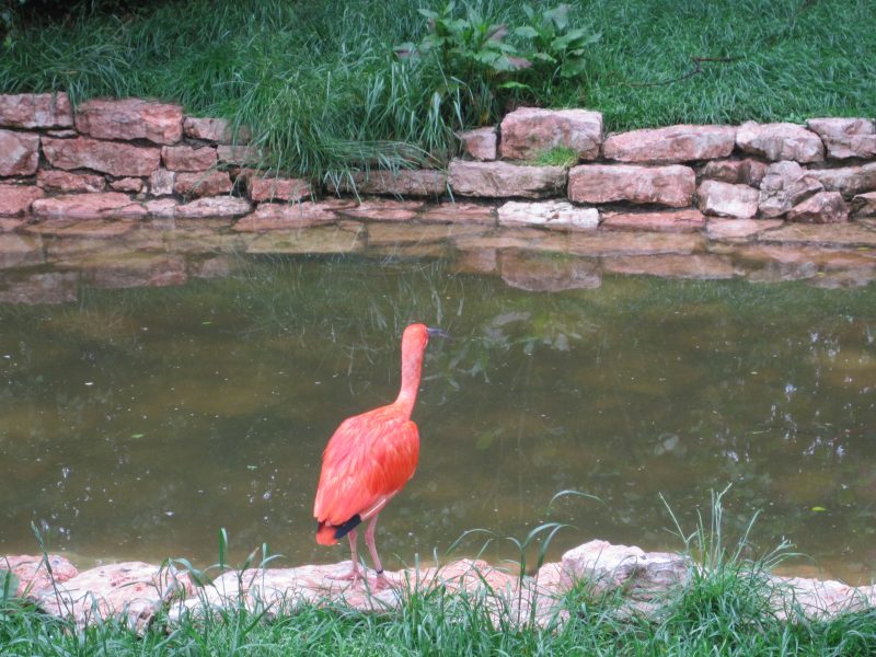 Vogelpark Walsrode