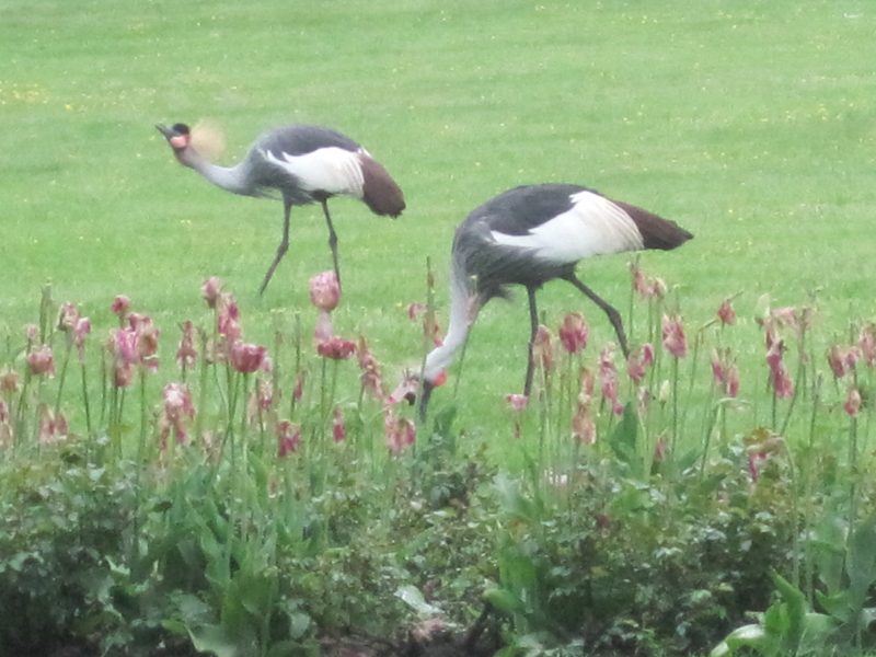 Vogelpark Walsrode