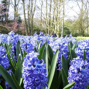 keukenhof814