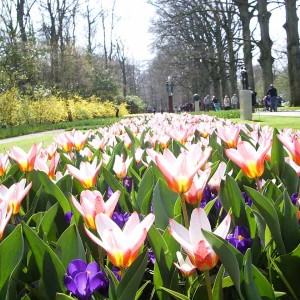 keukenhof824