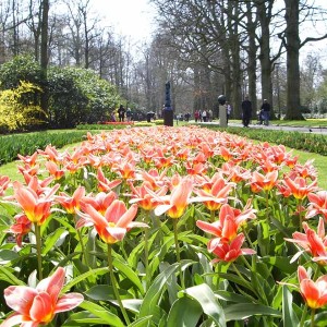 keukenhof826