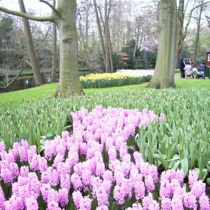 keukenhof830